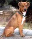 Pinscher Austríaco